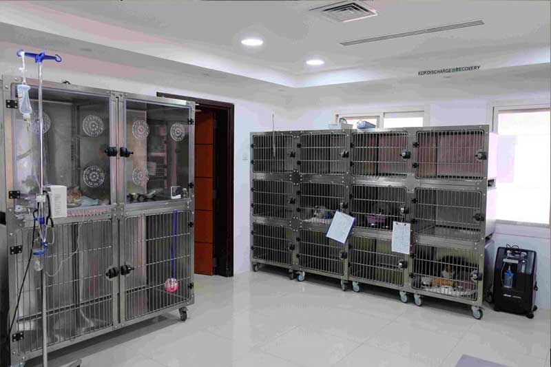 isolation room veterinary clinic in dubai