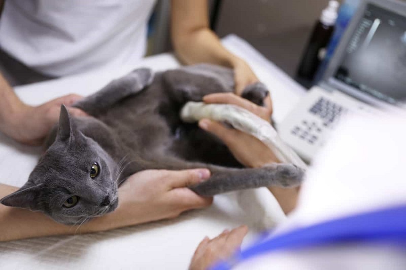 ultrasound veterinary clinic in dubai