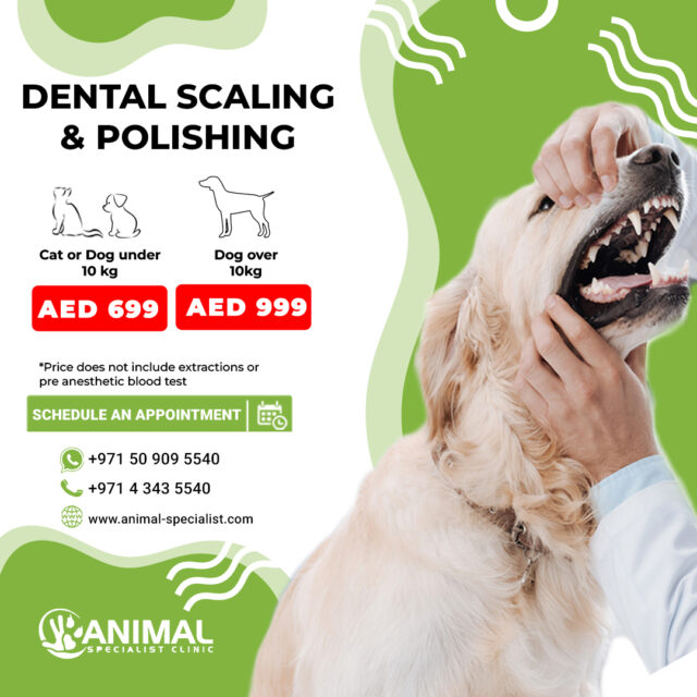 https://animal-specialist.com/wp-content/uploads/2022/11/dental-640x640.jpg