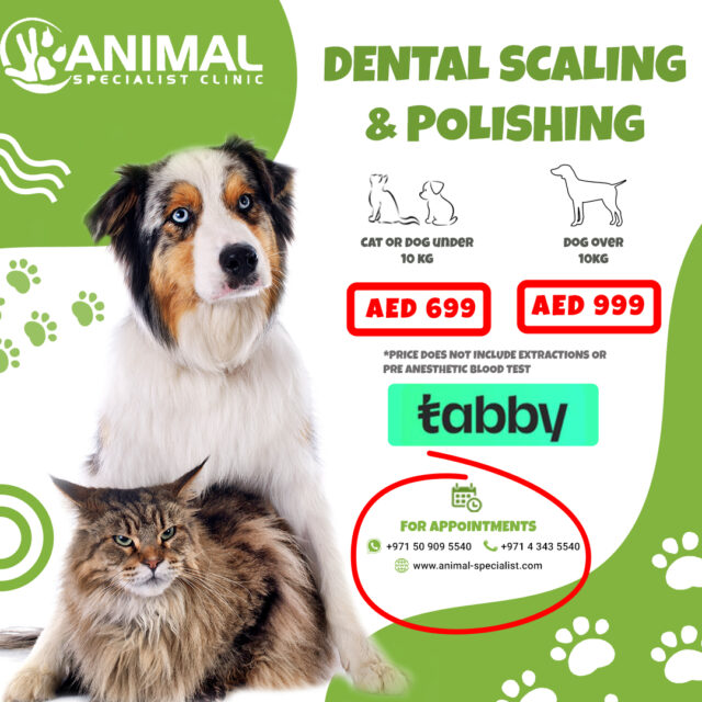 Dental scaling and polishing for pets