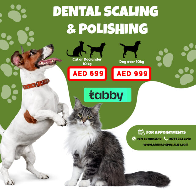 https://animal-specialist.com/wp-content/uploads/2023/05/dental-640x640.jpg